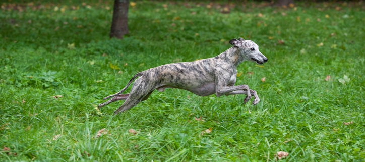 Hot Dog on a Leash "Spotlight Breed" of the Week: The Whippet