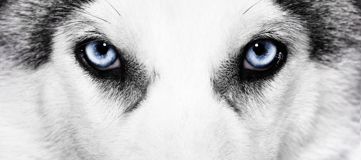 The Allure of Dog Eye Colors