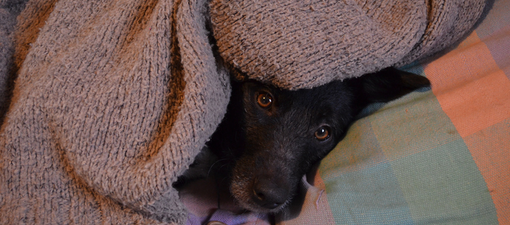 Dogs and Rainy-Day Blues: Finding Joy in Cozy Moments