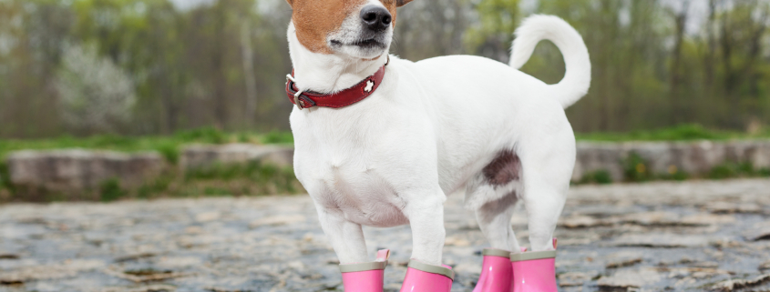 Wellington boots outlet for dogs