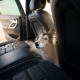 Dealing with Dog Urine Smell in Your Car Tips for a Fresh and Clean Ride