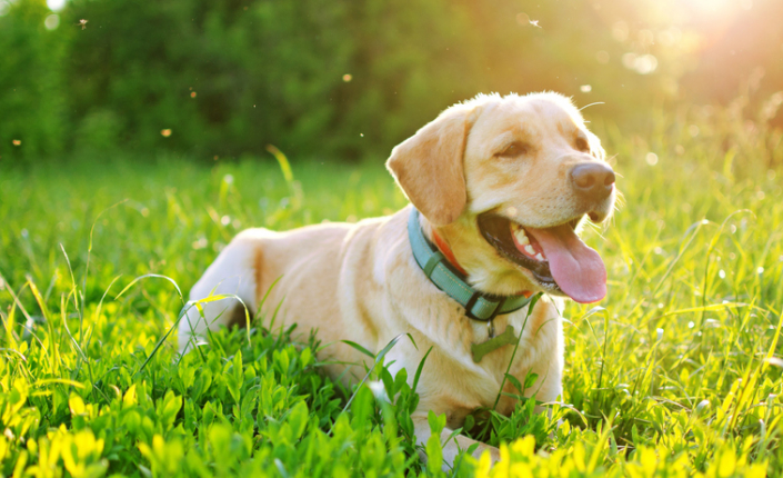  Dogs and Mosquitoes