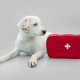 Ensuring Safe Travels The Importance of Dogs and Travel First Aid