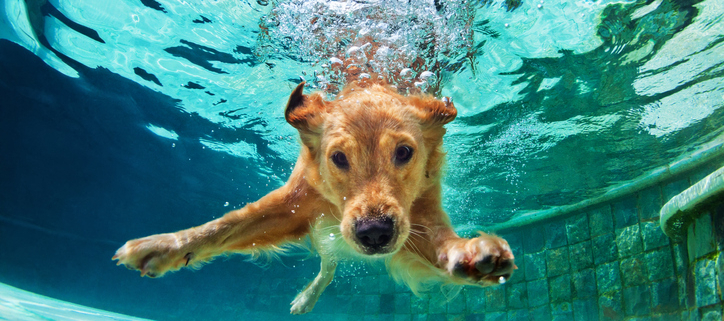 Here are five reasons your pup should take the plunge