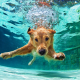 Here are five reasons your pup should take the plunge