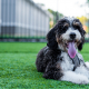 Spotlight Breed of the Week The Bernedoodle - A Perfect Blend of Elegance and Playfulness