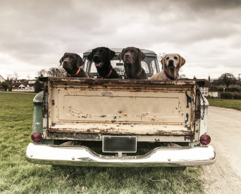 The Dangers of Dogs Riding in the Back of Trucks A Cautionary Tale