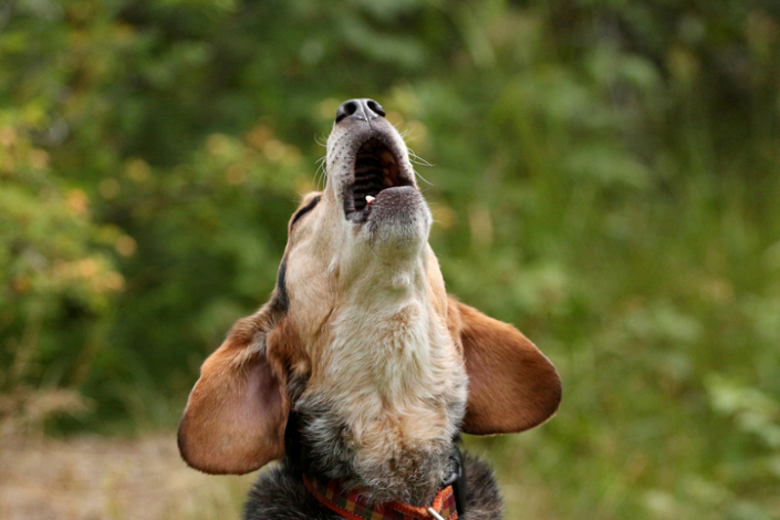 What Dog Breeds Are More Likely to Howl at Sirens