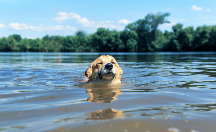 Why Dogs Love Swimming
