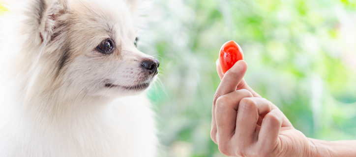 Can Dogs Eat Tomatoes?