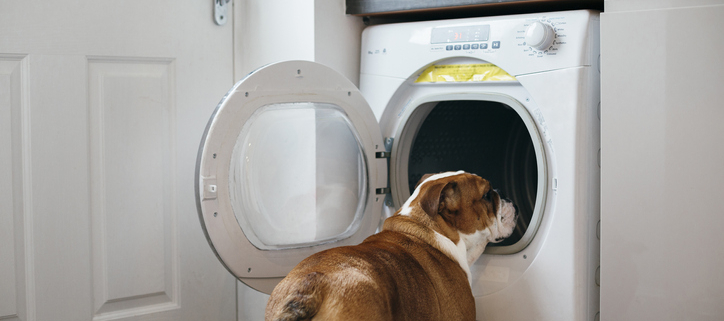 Canine Quirks: Understanding Dogs Afraid of Washers and Dryers 