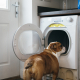 Canine Quirks: Understanding Dogs Afraid of Washers and Dryers 