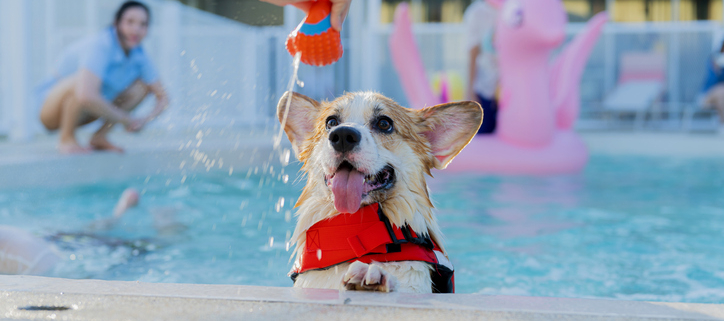 Here are five reasons your pup should take the plunge: