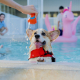 Here are five reasons your pup should take the plunge: