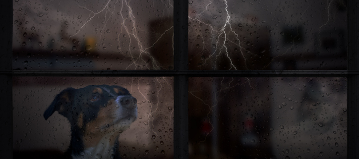 ogs and Shaking Before a Thunderstorm: Understanding Canine Storm Phobia