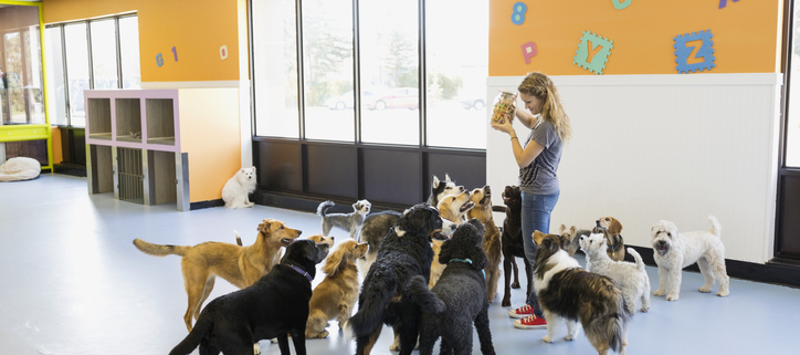 The Aftermath of Doggie Daycare: Understanding Your Pup's Fatigue