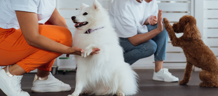 Understanding Canine Temperament Tests: Enhancing Doggie Daycare Experiences