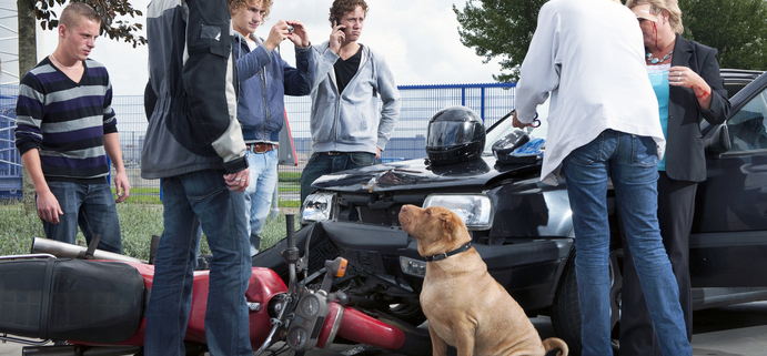 Handling Dogs After a Car Wreck: Steps to Ensure Their Safety and Well-being 