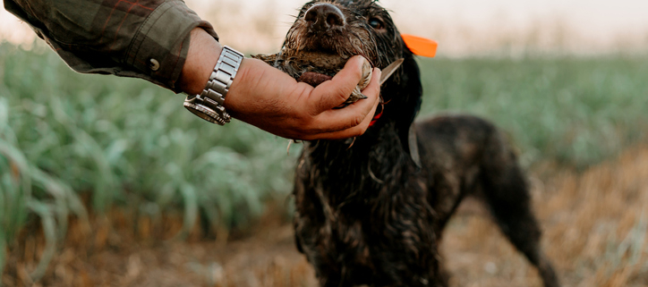 A Cautionary Tale: The Dangers of Dogs Eating Dead Birds