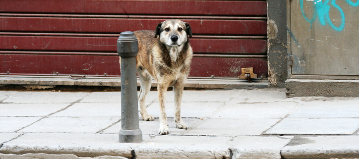 The Remarkable Resilience of Stray Dogs: Surviving Against the Odds 