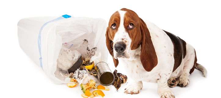 Understanding Dogs and Their Attraction to Eating Waste