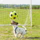 Dogs and Soccer: A Playful Match Made in Canine Heaven