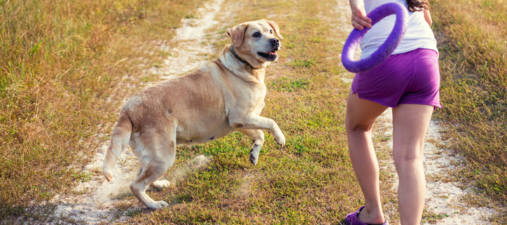 The Balance Between Exercise and Overexertion in Dogs