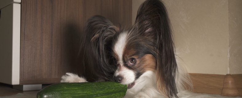 Dogs and Cucumbers: A Curious Canine Reaction