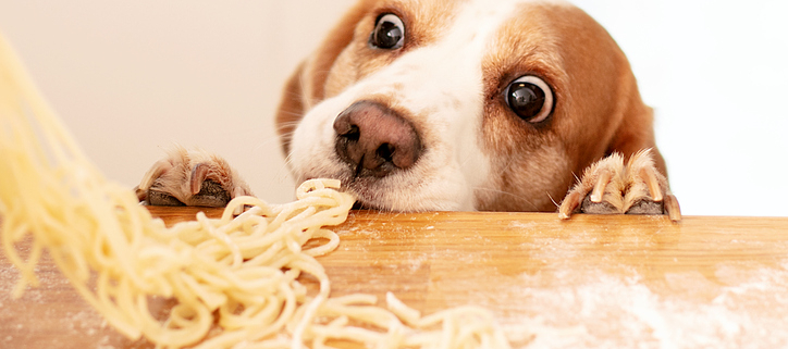 The Perfect Pair: Dogs and Pasta