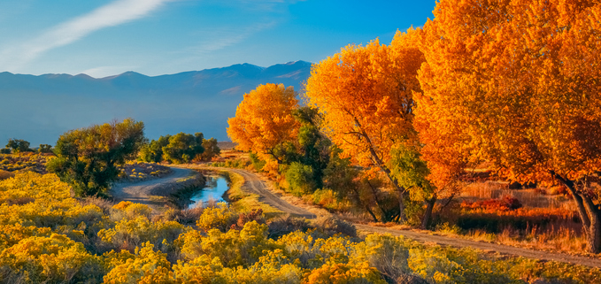 Dogs and the Delights of Fall Weather in California