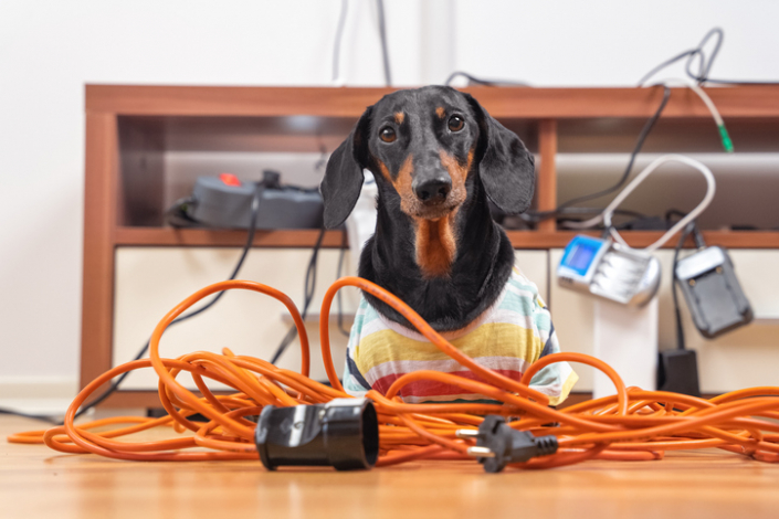 Shockingly Safe: Ensuring Electrical Outlet Safety for Your Canine Companion