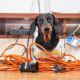 Shockingly Safe: Ensuring Electrical Outlet Safety for Your Canine Companion