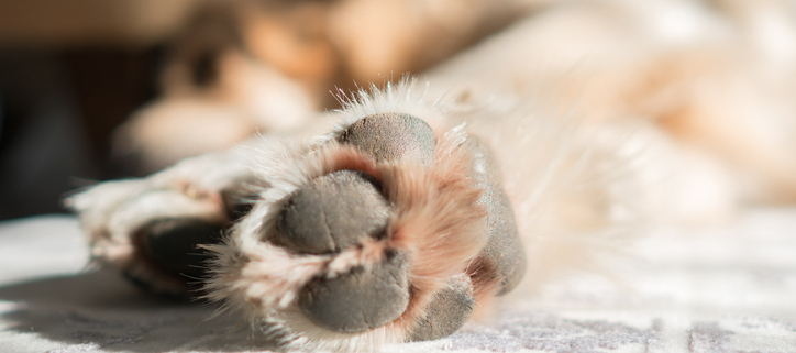 Paws and Splinters: Understanding and Addressing a Common Canine Concern