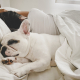 Sleeping in Harmony: The Joy of Dogs Sharing the Bed with Their Owners