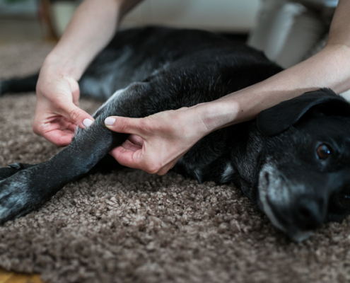 Caring for Dogs with Arthritis: Tips for a Pain-Free Life