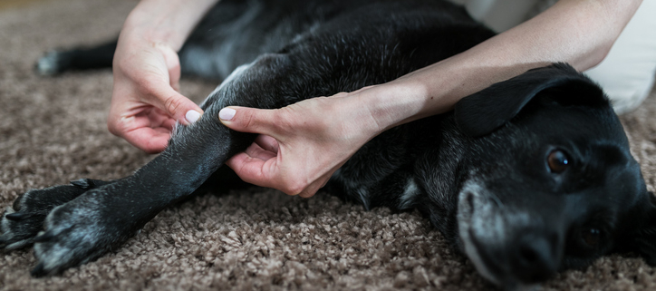 Caring for Dogs with Arthritis: Tips for a Pain-Free Life