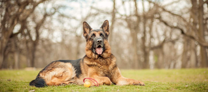 Are German Shepherds Good Guard Dogs?