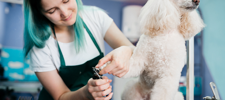 The Essential Role of Grooming in a Dog's Health and Happiness