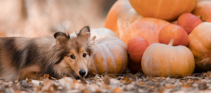 Fall Adventures: Exploring Pumpkin Patches with Your Furry Friend