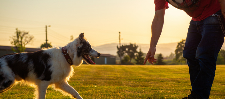 Mastering the "Come" Command: Essential for Every Dog Owner