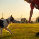 Mastering the "Come" Command: Essential for Every Dog Owner