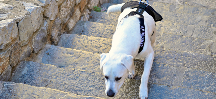 Overcoming Canine Stair Anxiety: Building Confidence One Step at a Time