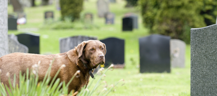 Unconditional Grief: Dogs and the Mourning of a Beloved Owner