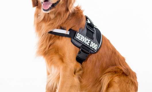 The Consequences of Lying About Dogs Being Service Dogs