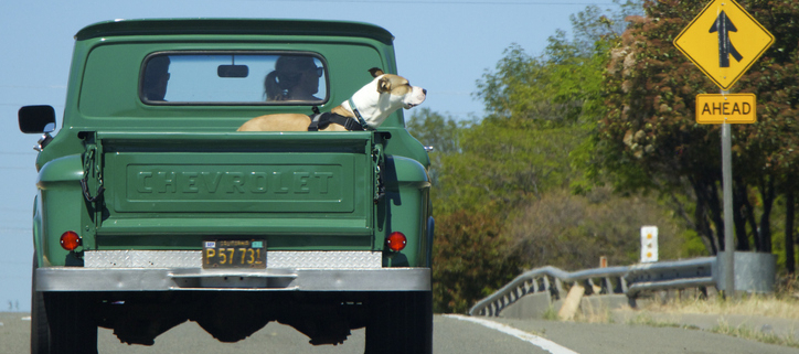 Dogs and the Dangers of Riding in the Back of a Truck