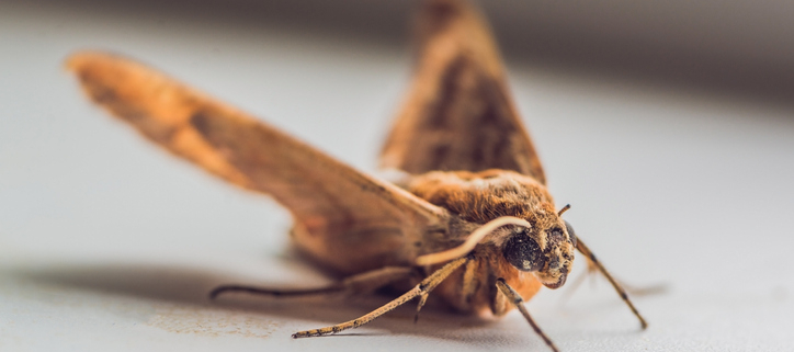 Dogs and Their Fascinating Interactions with Moths