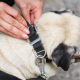 6 Reasons to Try E-Collar Dog Training