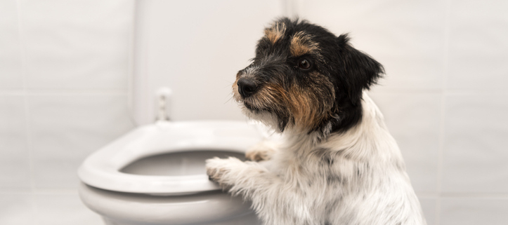 Toilet Bowl Safety for Dogs: Preventing Unwanted Hazards