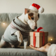 Heartwarming Gifts for Furry Friends: Low-Cost and Free Christmas Presents for Dogs