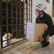 Addressing Aggression Towards Package Delivery Persons in Dogs